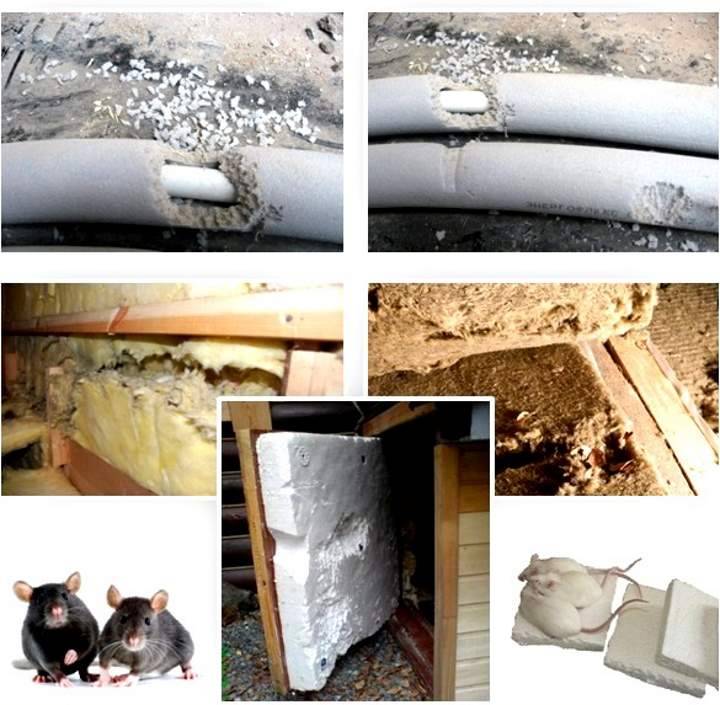 Могут ли мыши прогрызть бетон - постройка