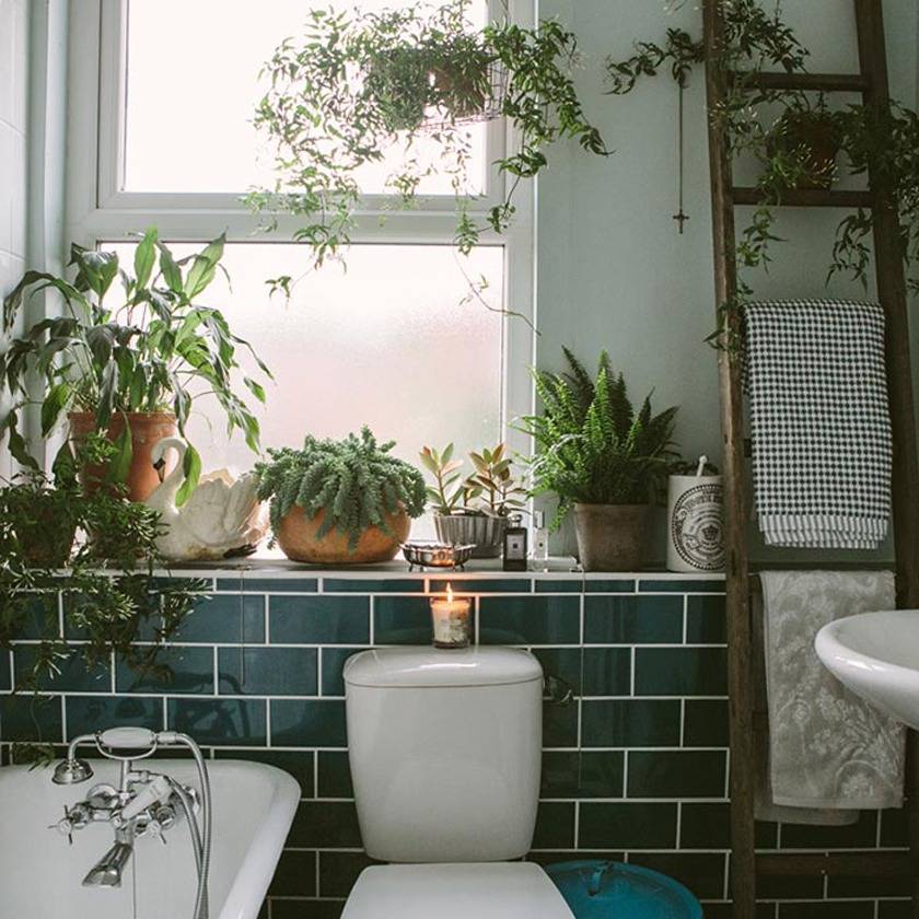 Комнатные растения в ванной комнате - цветы в ванной - vannayasvoimirukami.ru