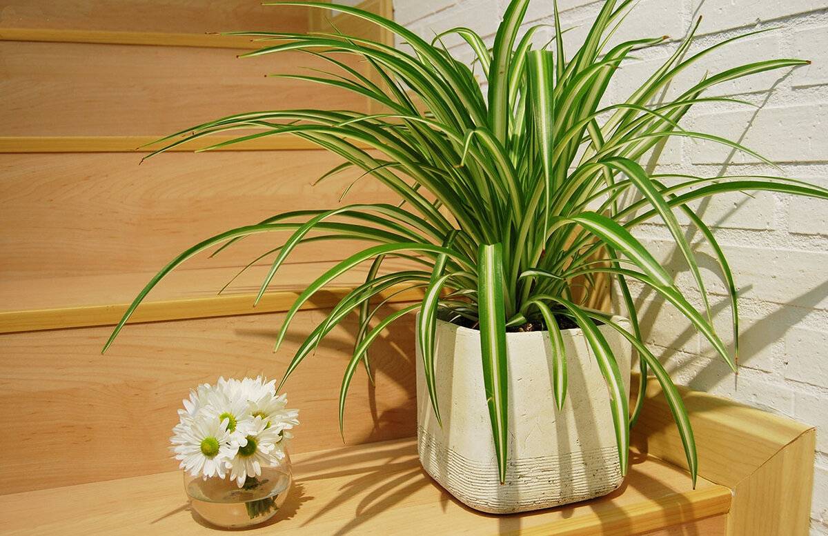 Топ-10 комнатных растений, которые очищают воздух