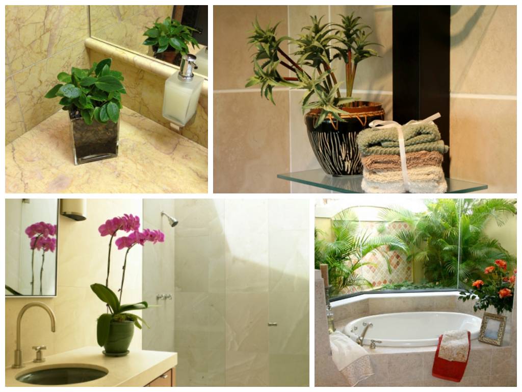 Растения для ванной комнаты без окон