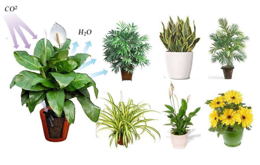 8 лучших комнатных растений-фильтров. какие растения лучше очищают воздух? список, фото — ботаничка