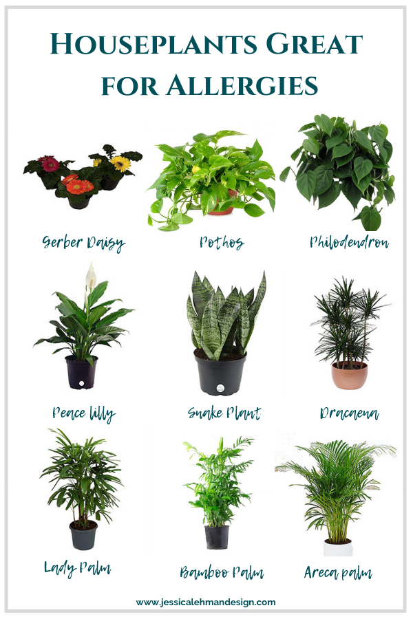 Аллергия на цветение растений: периоды обострения, симптомы и лечение