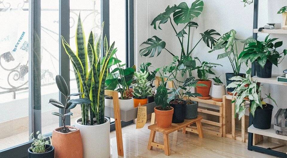 6 причин, почему на самом деле у вас в доме не приживаются растения