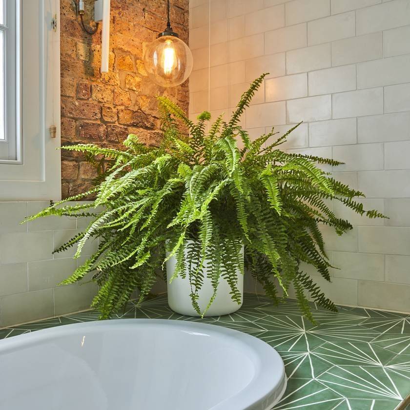 9 лучших растений для ванных комнат