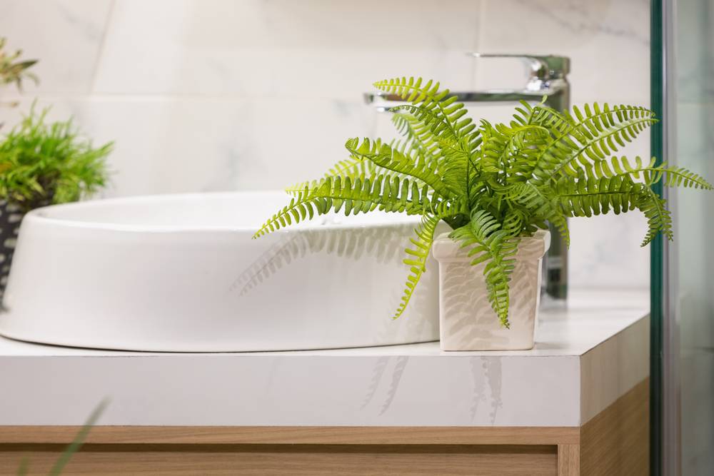 Лучшие растения для ванной