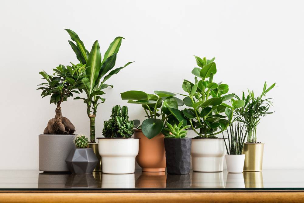 16 лучших растений для чистого воздуха