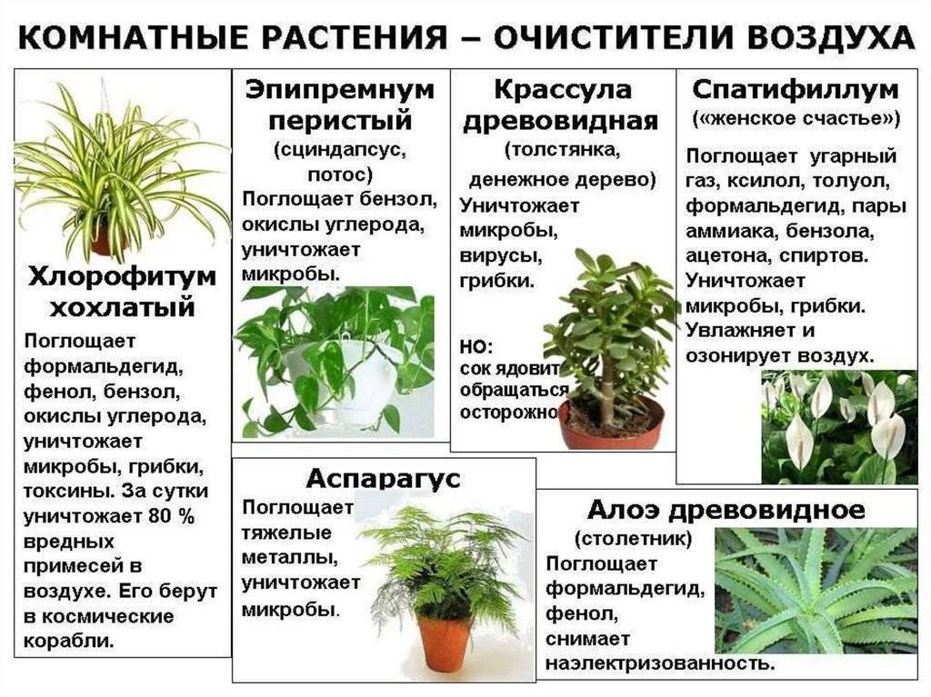 Комнатные растения очищающие воздух ???? | топ-15