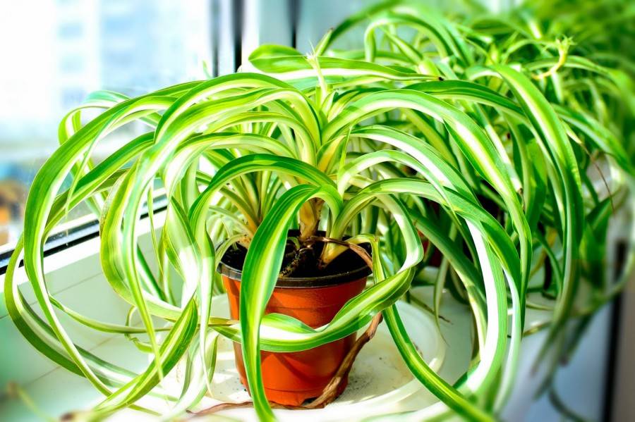 Растения, очищающие воздух в квартире: 11 вариантов