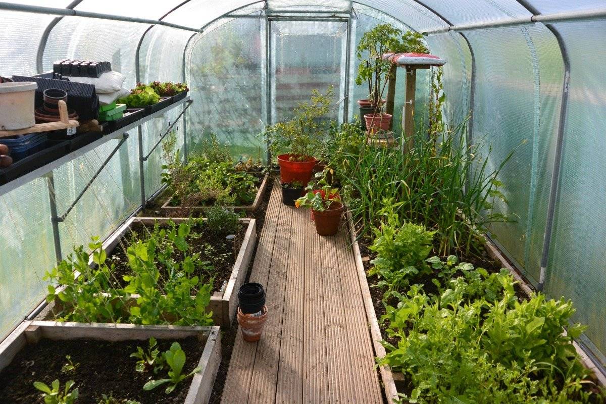 Что можно выращивать в теплице: самые популярные овощи и зелень - сибирский сад
