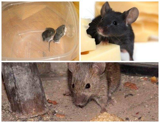 Как избавиться от мышей в частном доме? способы борьбы с мышами :: syl.ru