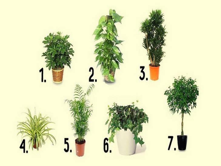 Топ-50 растений очищающих воздух | (фото & видео) +отзывы