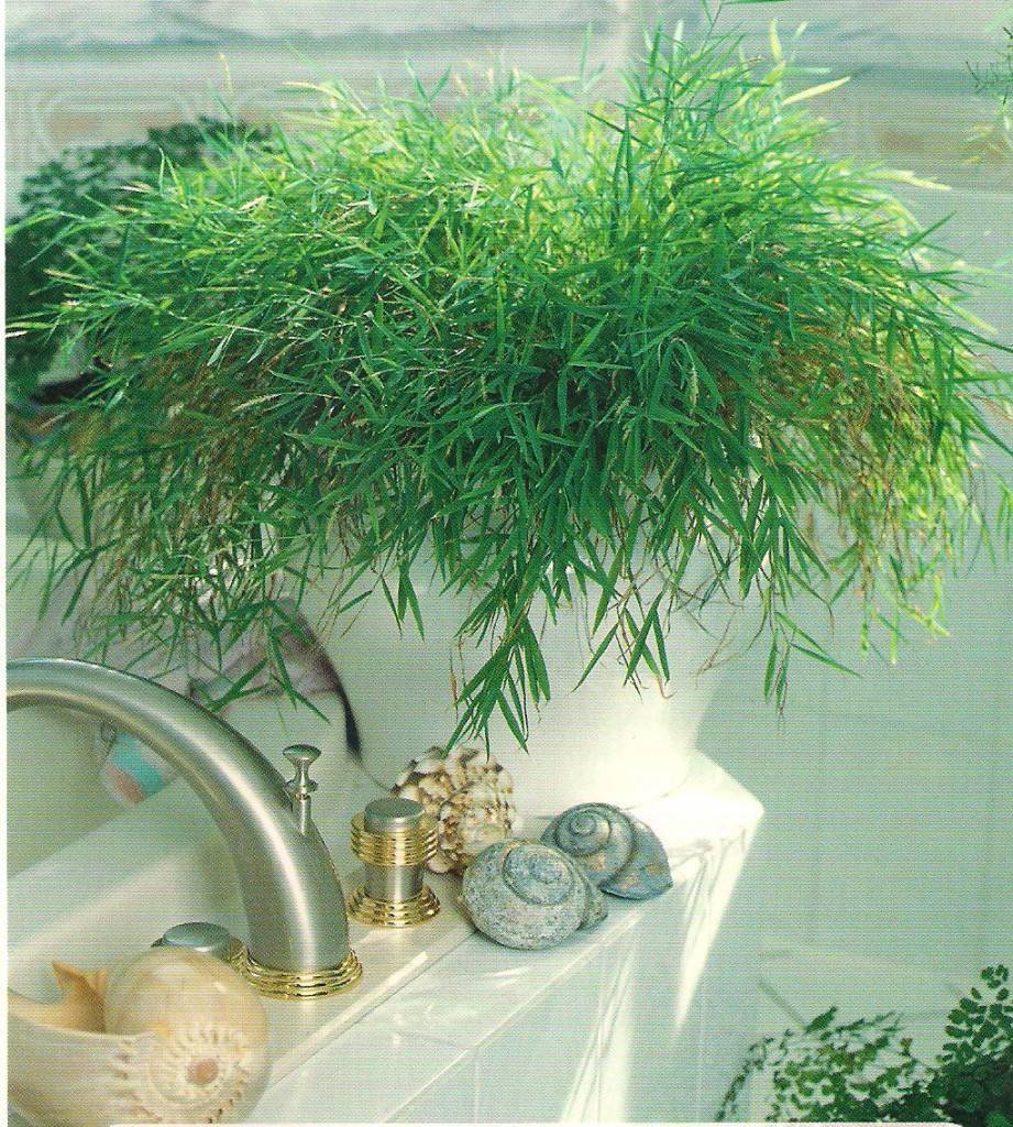 Растения для ванной: какие выбрать и как ими украсить комнату? (+35 фото)