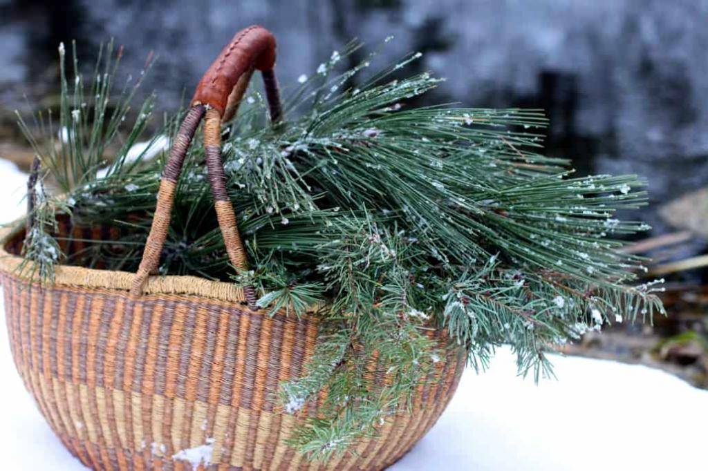 4 способа использования хвои от новогодней елки или сосны