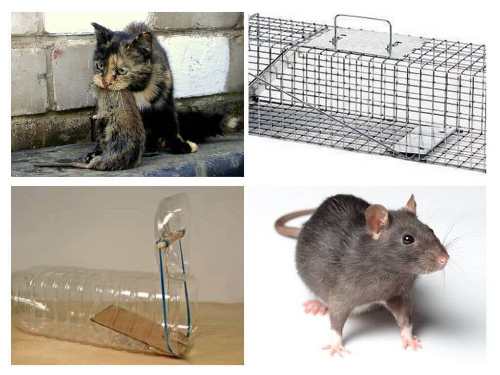 Как избавиться от мышей в квартире навсегда: проверенные средства