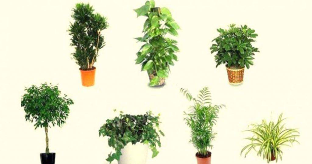 Популярные комнатные растения, очищающие воздух квартиры