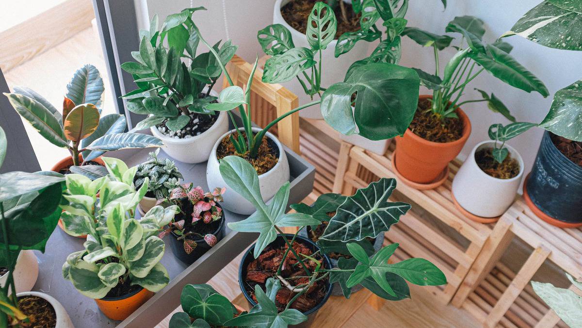 7 причин, почему у вас в доме не приживаются растения