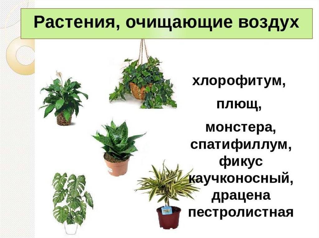 Комнатные растения, которые очищают воздух для детской, спальни, гостиной, кухни