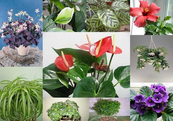 Растения для подарка, приносящие благополучие и семейное счастье
растения для подарка, приносящие благополучие и семейное счастье